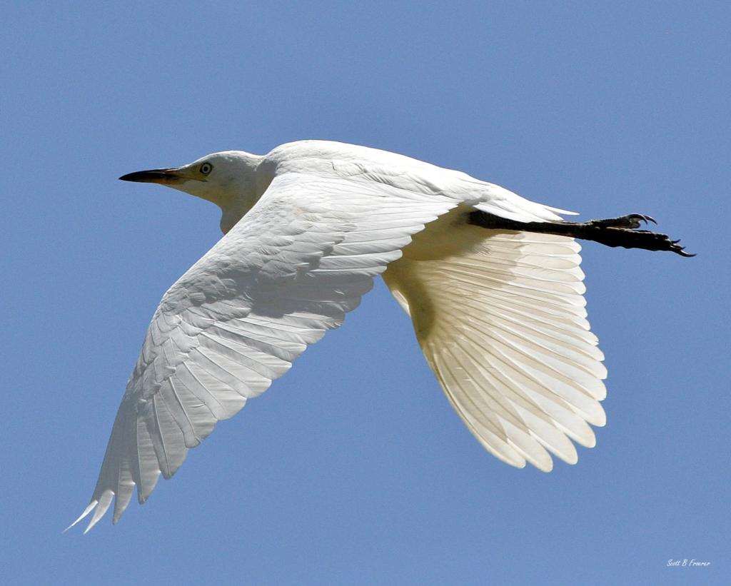 Flying Snowy Egret | by Scott B. Froerer